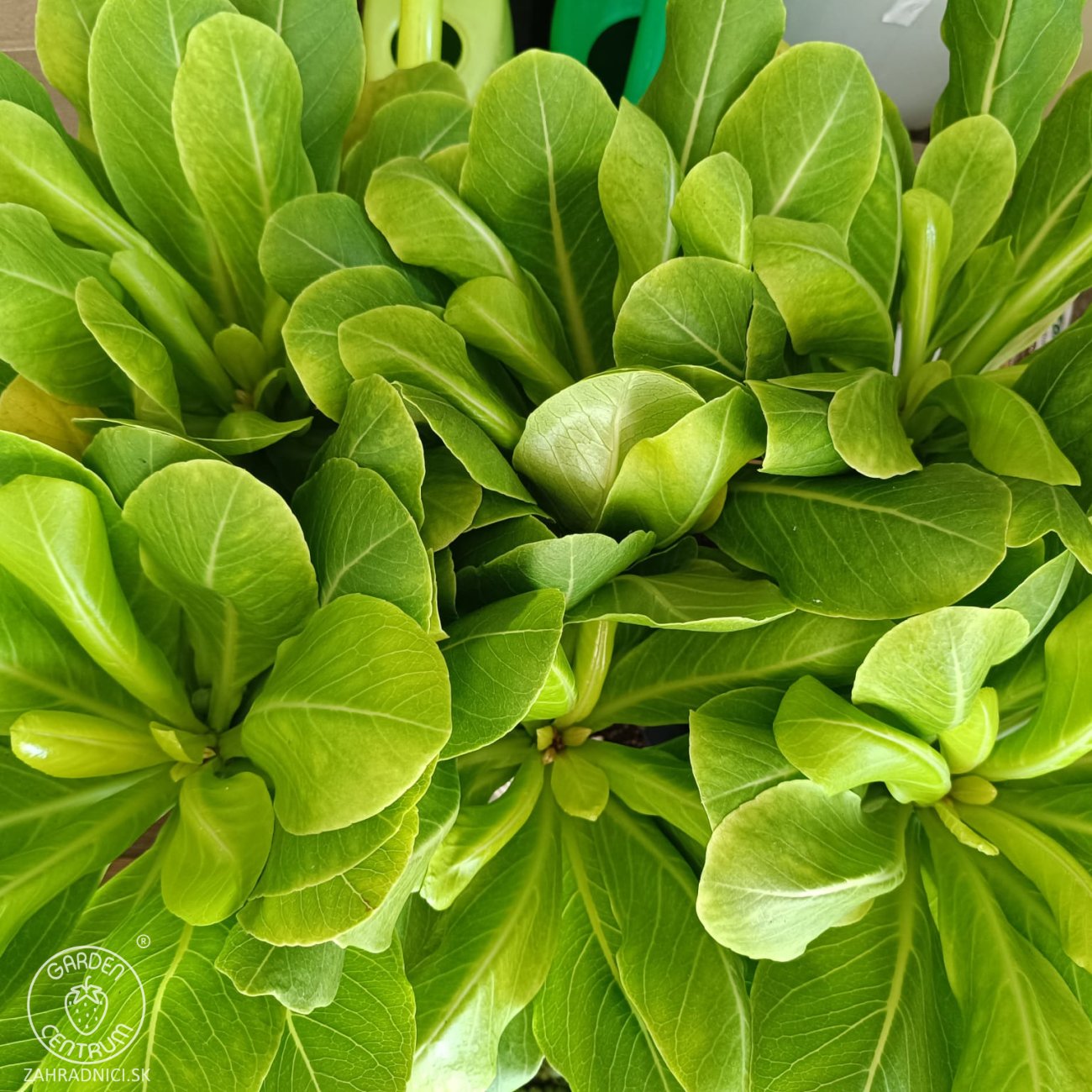 Obrázok Havajská palma (Brighamia insignis) - výška 20-30 cm, kont. C1L